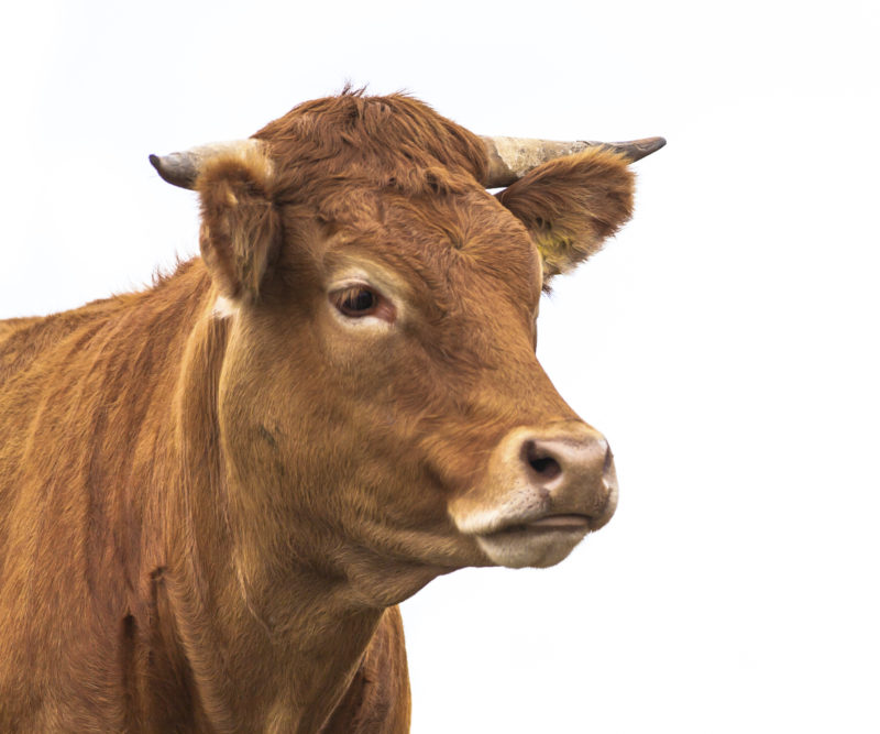 Beef Prices Increasing? | The Leaf Nutrisystem Blog