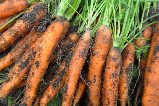 Close-up of freshly dug up carrots