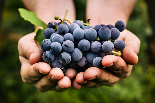 grapes foods that taste better frozen