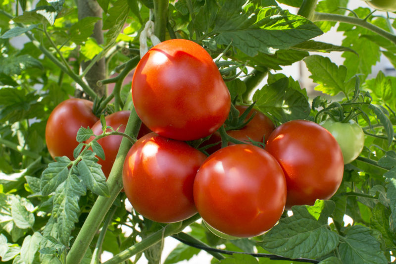 Tomato Recipes