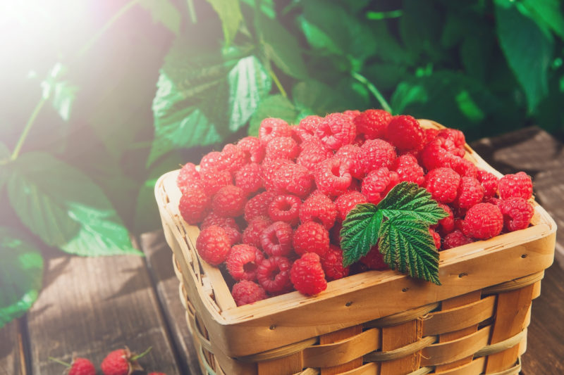 Growing Raspberries: Everything You Need To Know
