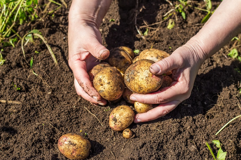 gardening potatoes