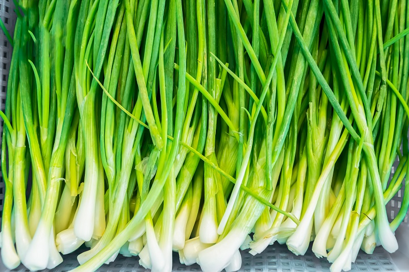 Green onion 