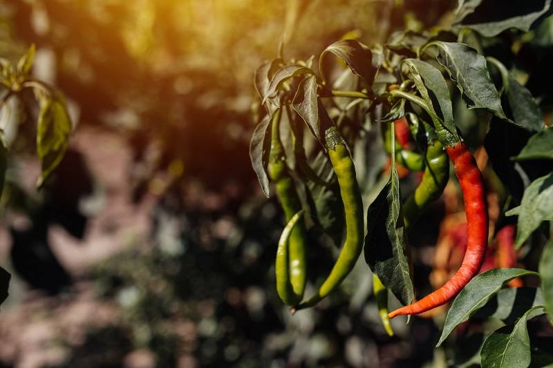 Ripe chili peppers