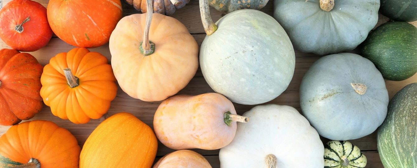 Colorful varieties of pumpkins and squashes.