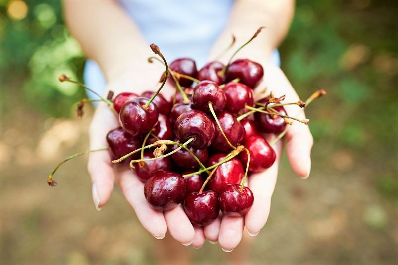 The benefits of the leaf cherry for your health