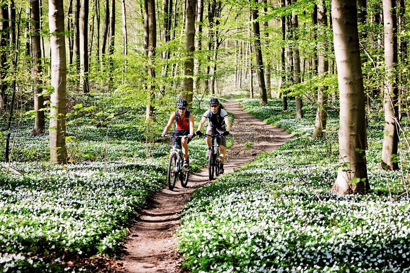two people biking on a trail in a forest
