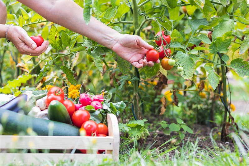 Woman harvesting tomatoes and vegetables from home garden