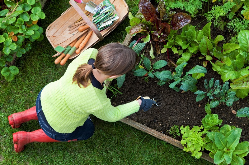 woman Weeding A Corner of a Raised Bed Vegetable Garden