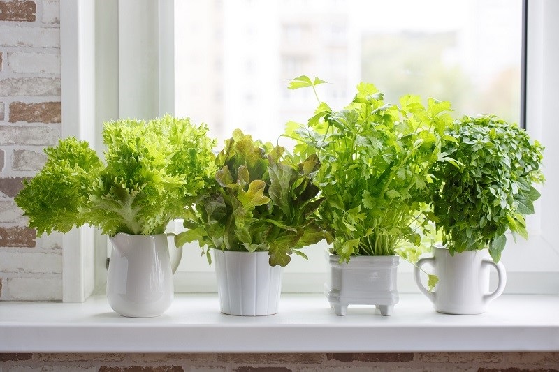 plants on a windowsill