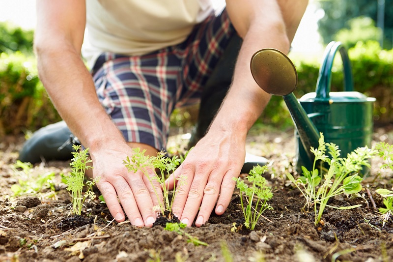 man home gardening and planting seedlings