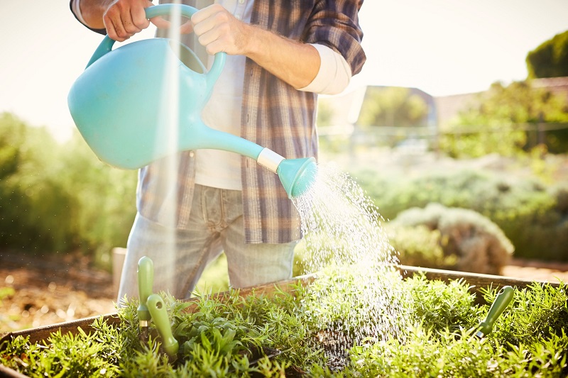 man watering and feeding plants