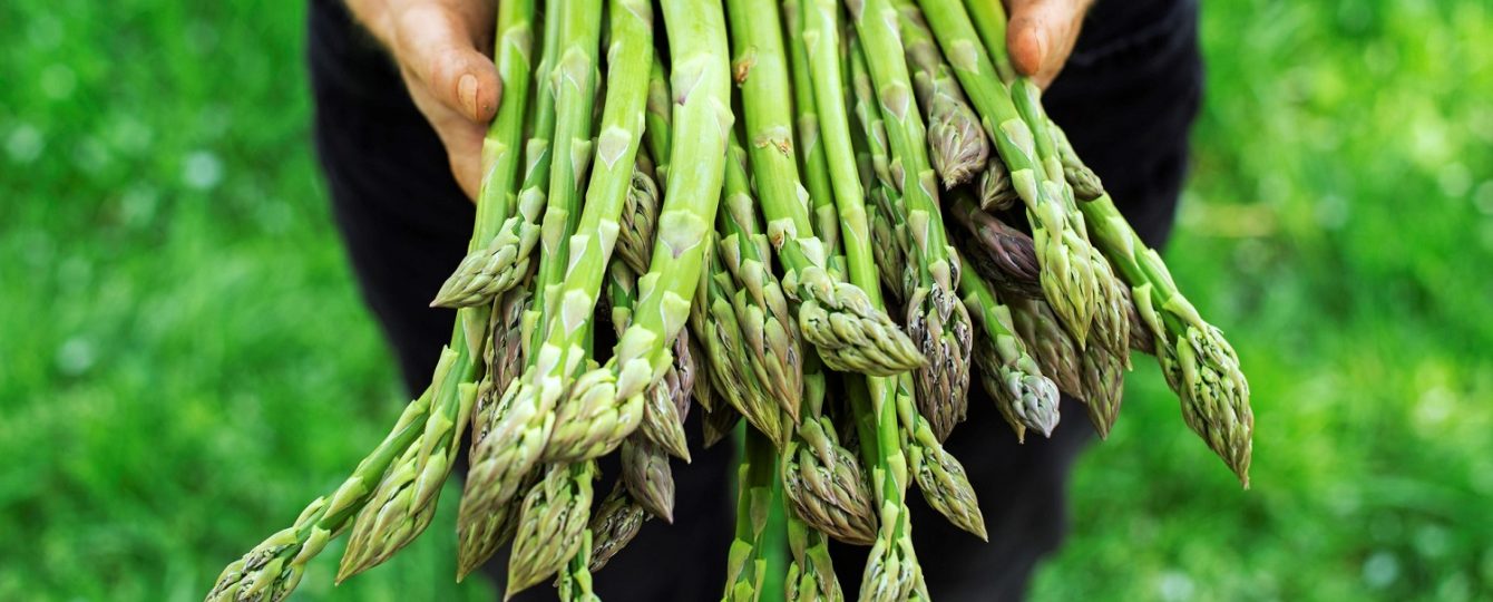 person holding freshly picked green asparagus