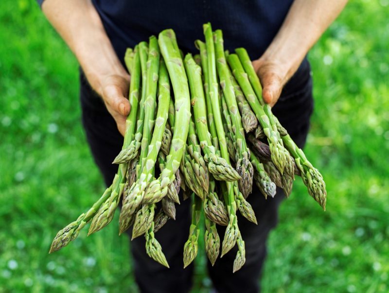 person holding freshly picked green asparagus