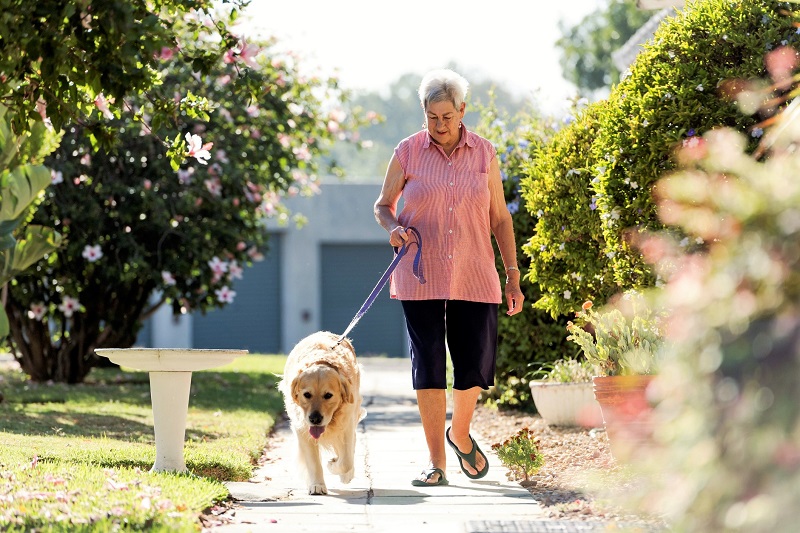 Woman in pink shirt walks her golden retriever dog outside on a sunny day