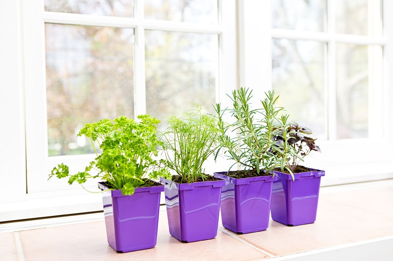 container herb garden on a windowsill