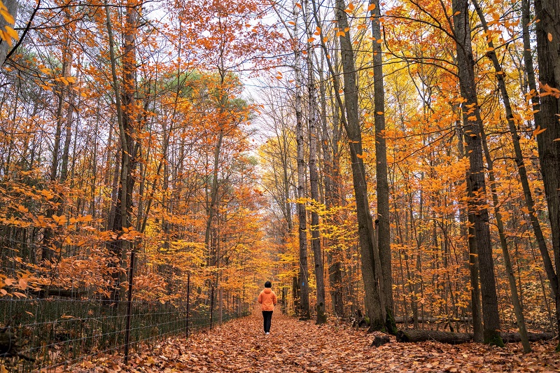 This person is walking through a forest of yellow and orange leaves