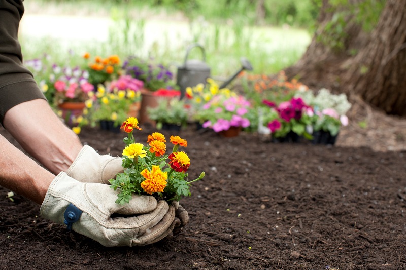 A person planting flowers outside