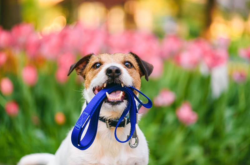 dog ready for a walk, holding a leash outside in the spring