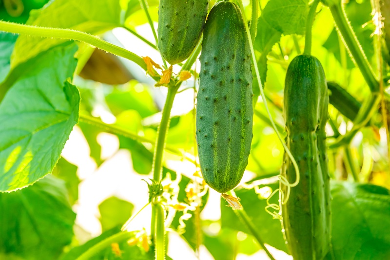 Two cucumbers attached to a green plant