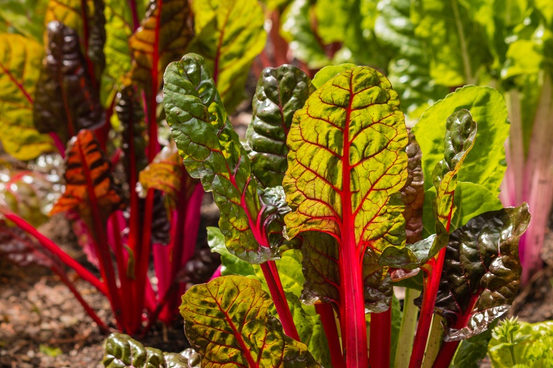 Swiss chard of all different colors and sizes