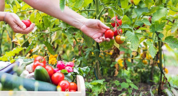 A person picking tomatoes off of the green plants