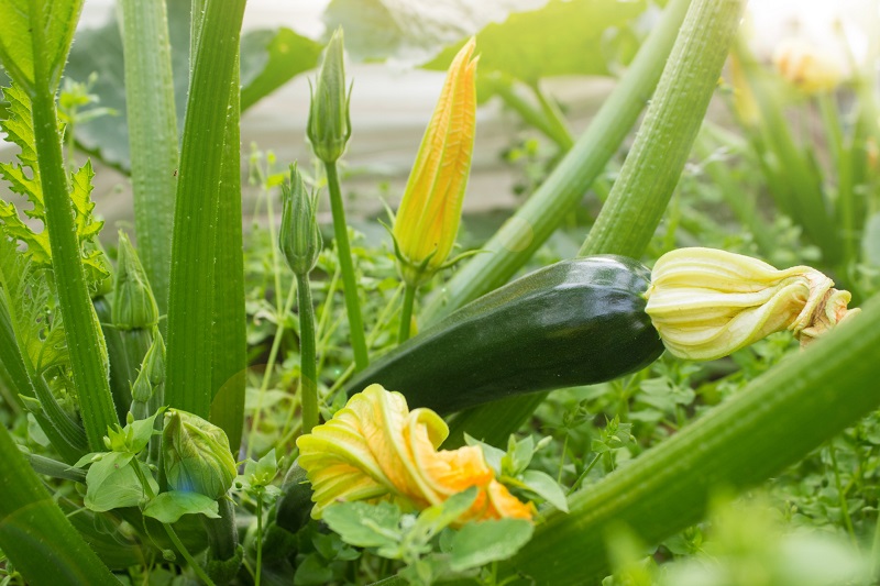 Zucchini surrounded by green plants