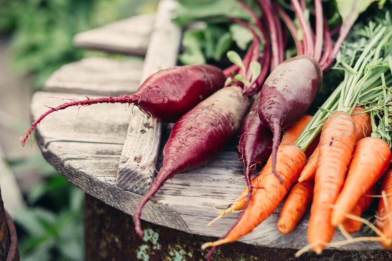 Organic vegetables. Freshly Picked Beetroot and Carrots.