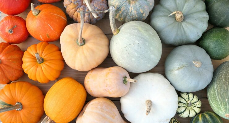 Colorful different types of squash