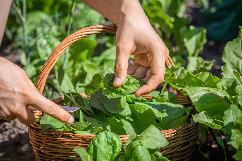 Spring Gardening: Develop and Cook dinner Your Personal Produce
