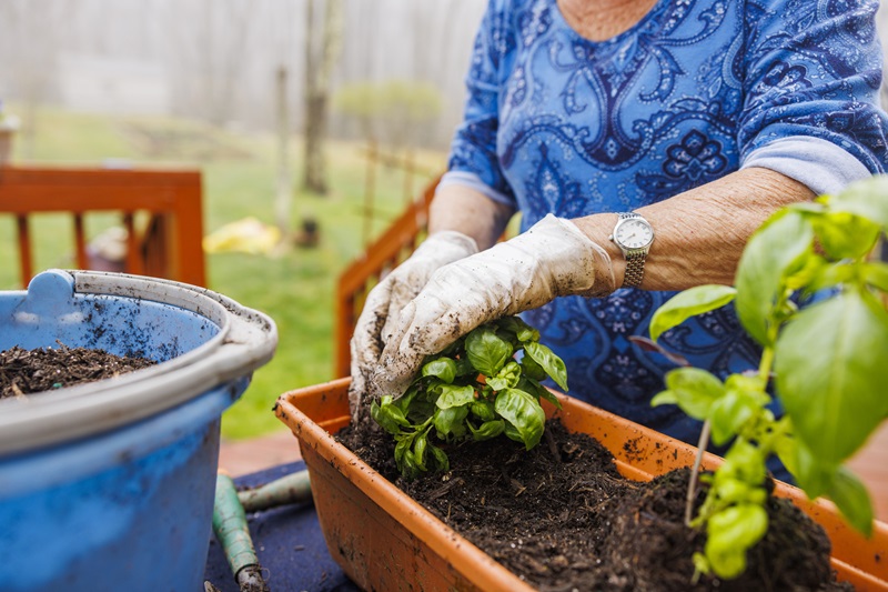 Planting basil in spring in a flower pot. woman spring gardening