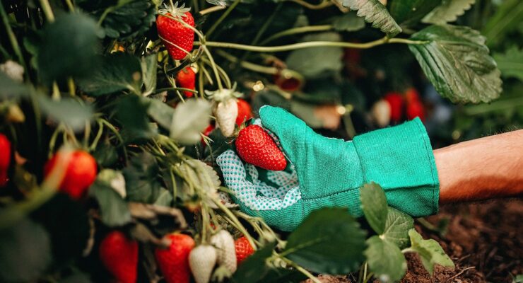 Man picking strawberries in home garden in spring