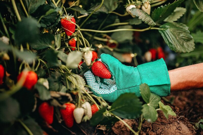 Man picking strawberries in home garden in spring