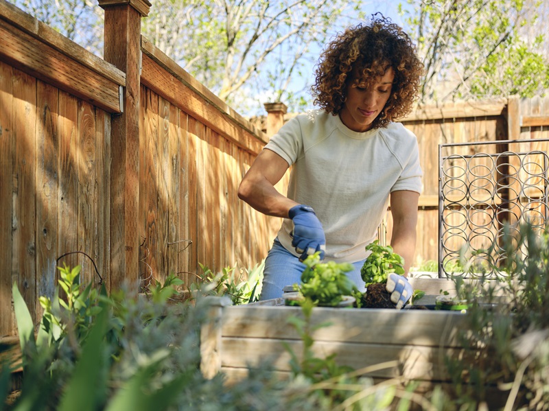 A woman planting herb plants in a backyard garden
