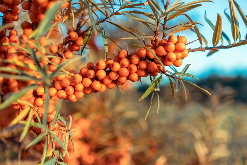 Sea Buckthorn